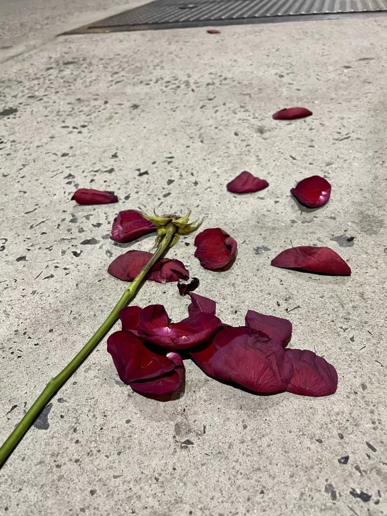 Rose petals on a New York City Sidewalk.