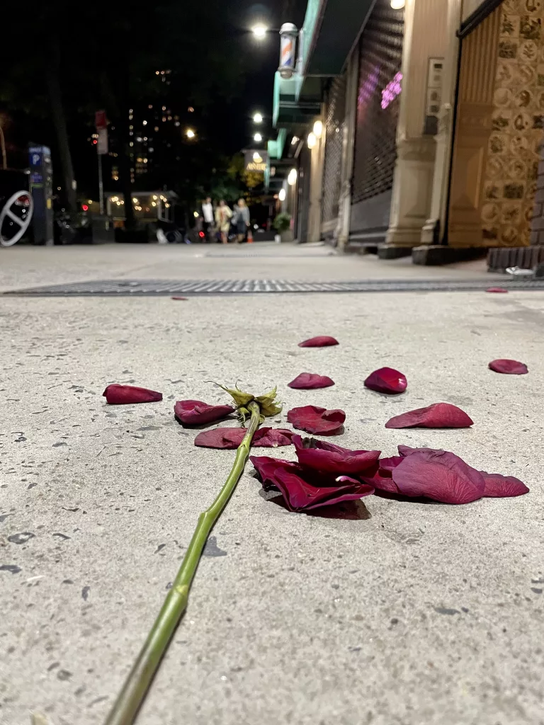 Smashed rose on New York City sidewalk.